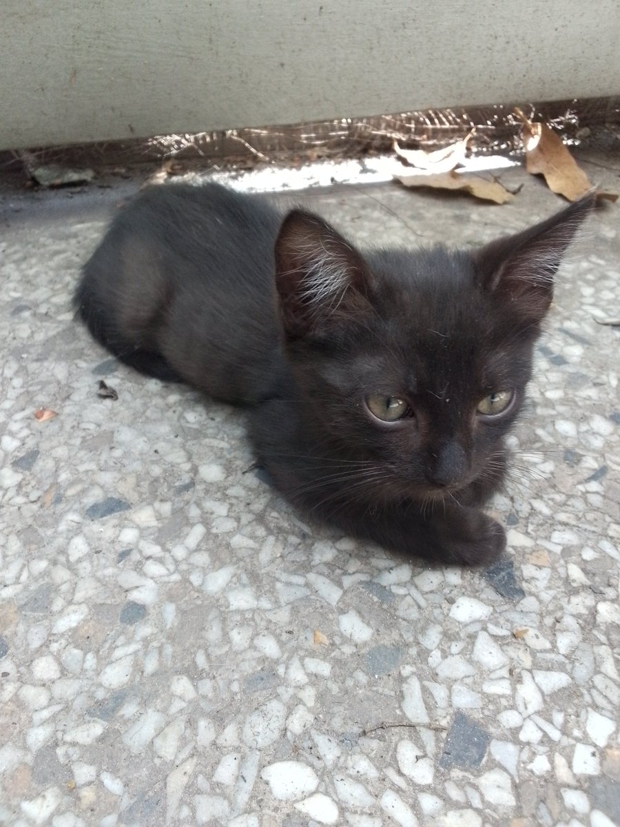 ISALSIRO tweet picture