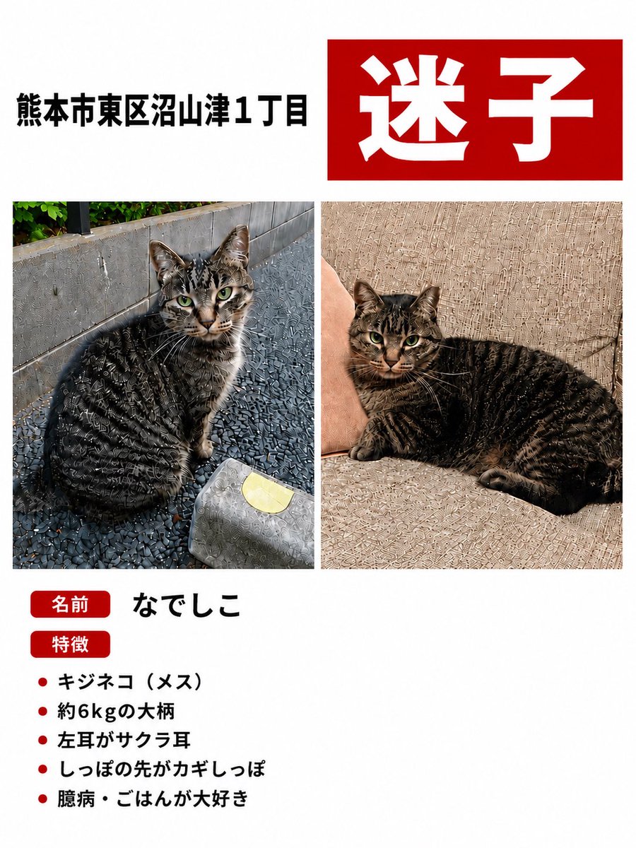 maigo_pet00's tweet photo. 🚨 迷子猫を探しています 🚨

熊本市東区沼山津1丁目で、大切な家族の猫ちゃんが行方不明になっています。

🐱 なでしこ
・キジネコ
・メス
・大柄（約6kg）
･サクラ耳（左側）
･尻尾が長めの先がカギしっぽ

とても臆病な性格のため、名前を呼んでも近寄って来ない可能性があります。

ただ、ごはんが大好きなので、じっと見つめてくることがあるかもしれません。

見かけた方や保護してくださっている方は、無理に追いかけず、場所や時間、進行方向などをお知らせいただけると大変助かります。写真や動画が撮れた場合は、さらに大きな手がかりになります。

📩 目撃情報・保護情報は インスタの@momosasa_carancoron（kana）までお願いいたします。

どんな小さな情報でも構いません。
一日でも早く、大切な家族のもとへ帰れますように。

拡散のご協力をよろしくお願いいたします。🙏