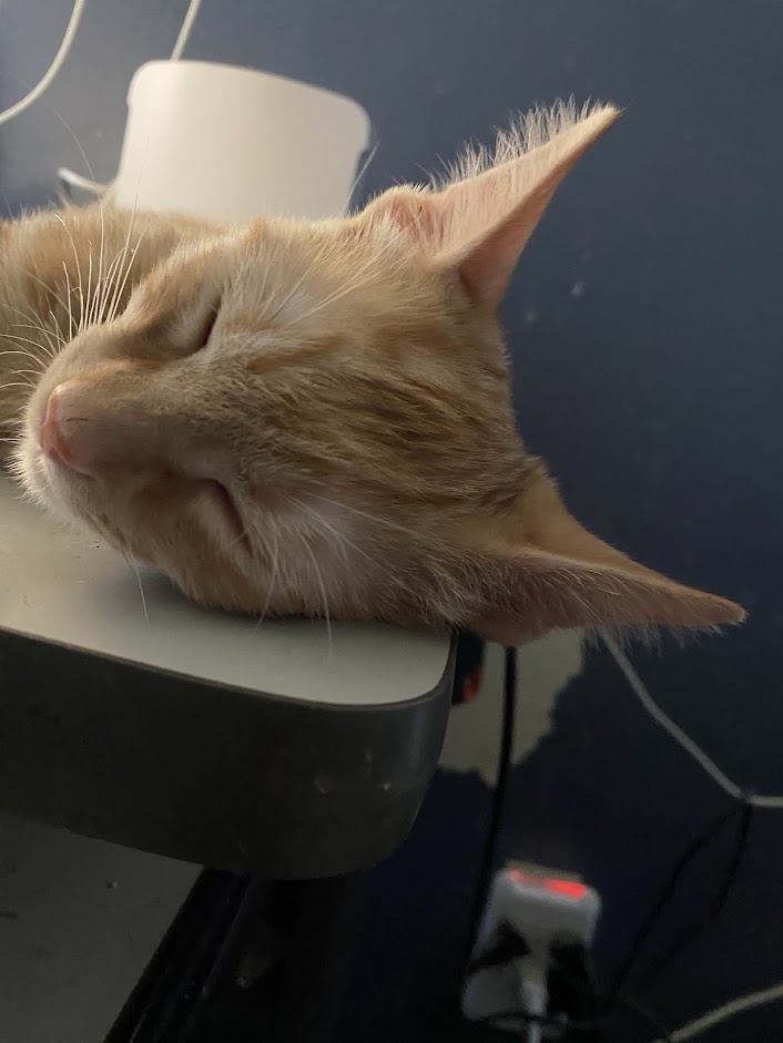 CatBuddha's tweet photo. Sleeping Beauty: LuckyCat the orphan sleeps while I work.

Bonus PURR MONSTER noises: https://t.co/pfRMUeoMfN

#cats #gingercat #kittens https://t.co/i8TkuHxH89