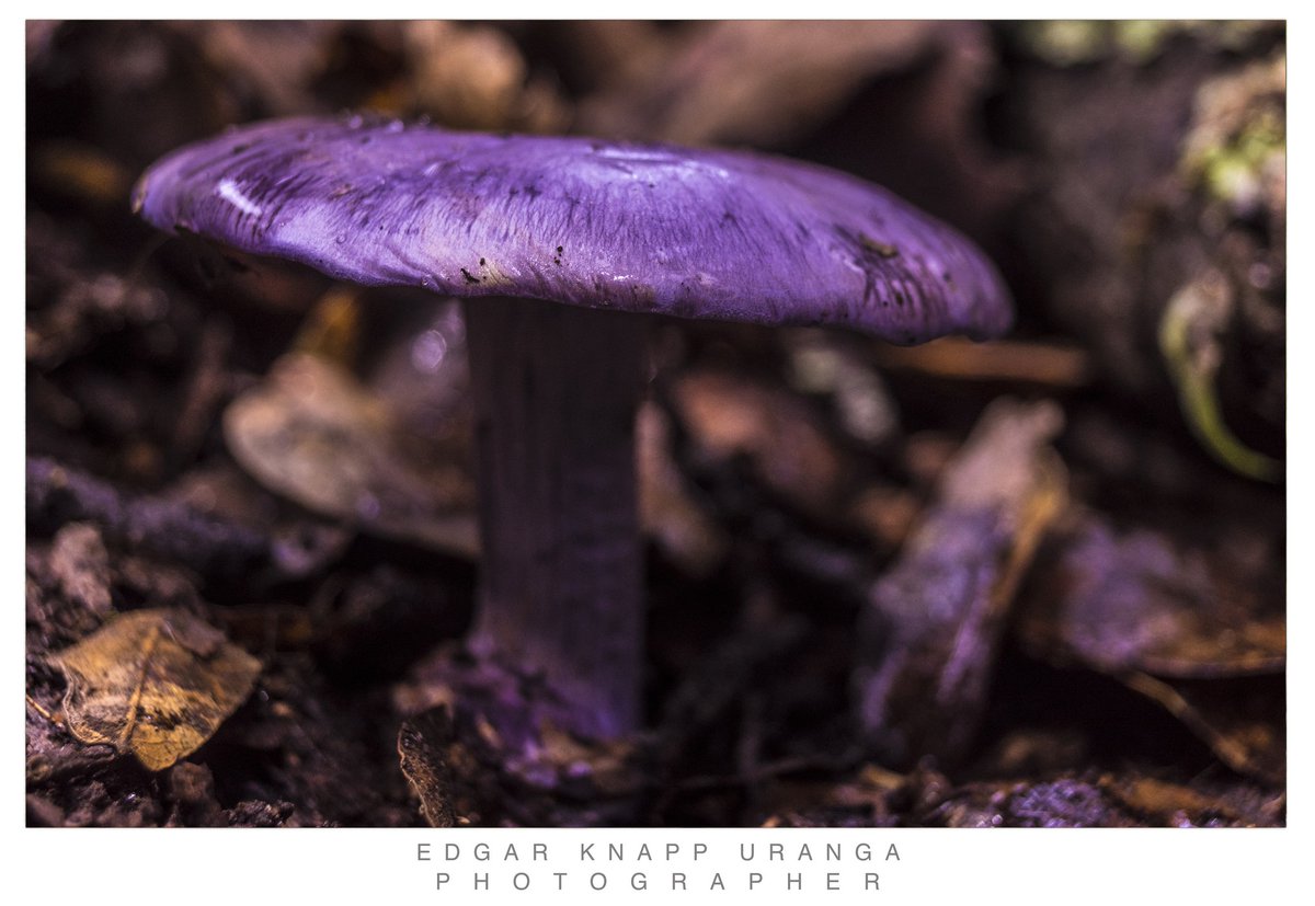 BioGuanajuato's tweet photo. #Hongosto 
🍄 Hongo morado (𝘛𝘳𝘪𝘤𝘩𝘰𝘭𝘰𝘴𝘱𝘰𝘳𝘶𝘮 𝘵𝘳𝘰𝘱𝘪𝘤𝘢𝘭𝘦)
📍Algún lugar de Guanajuato
Foto: Edgar Knapp

Este hermoso hongo es endémico de México, fue descrito en 1994 por el gran micólogo mexicano Gastón Guzmán Huerta 🍄
Se encuentra en peligro de extinción. https://t.co/TmYocIAjp4