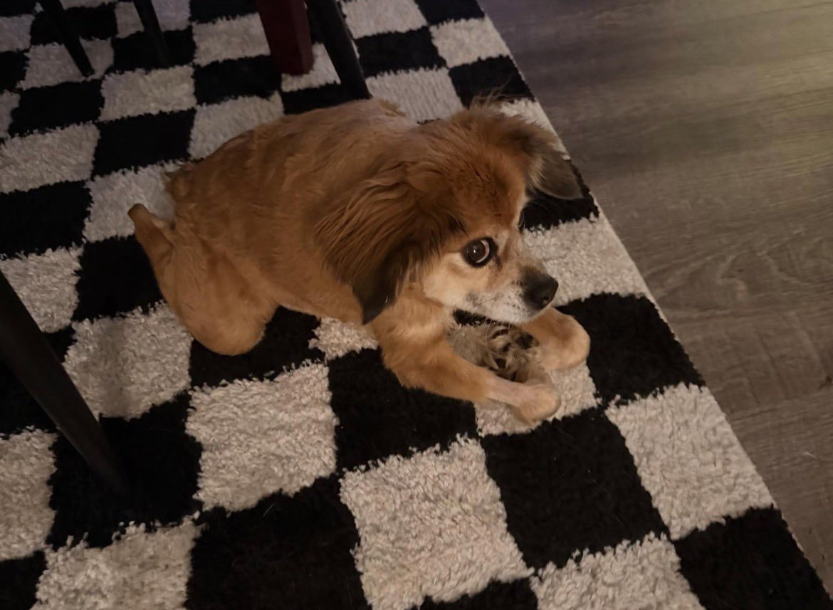 Tilly tweet media