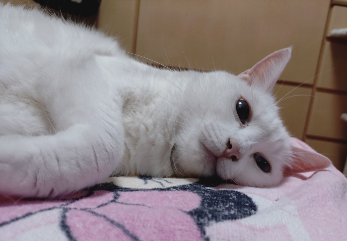 DIRsukePetit's tweet photo. ゴロゴロ日曜日
🐱_(:3」∠)_ https://t.co/InwQVuA6FY
