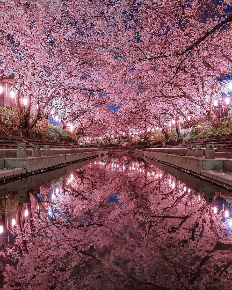 AmazingNature00's tweet photo. ❤Cherry blossoms in Japan🌸 🇯🇵

📸 number_shiiix https://t.co/SsO8weJIwN