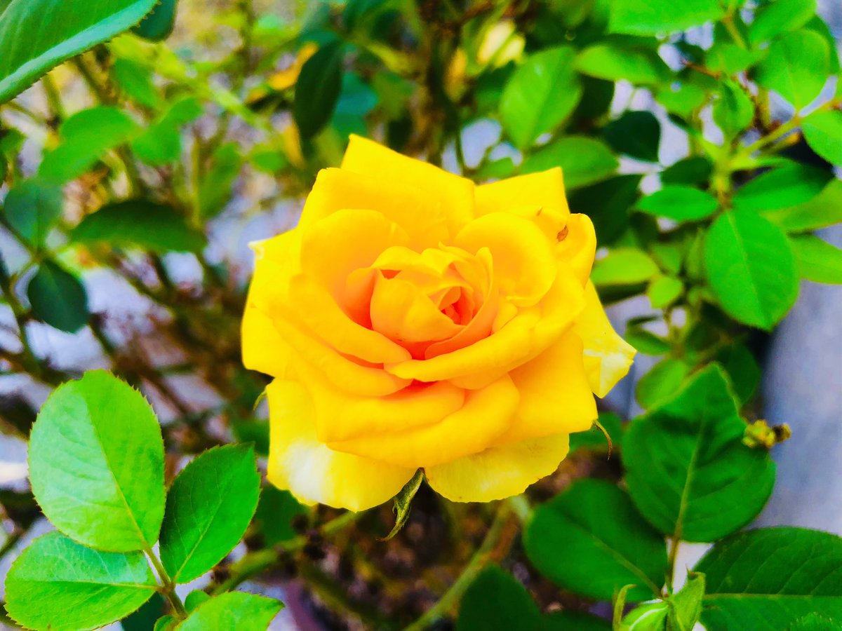 tcdYuKz3cOlX6y9's tweet photo. 暑中お見舞い申し上げます🎐
街角で見つけた黄色い薔薇💛

#takashikatoh
#actor
#tagheuer
#miffy
#instagram
#instagramer
#薔薇
#黄色い薔薇
#ハッピーイエロー
#暑中見舞い
#暑中お見舞い申し上げます
#roses
#yellowroses
#yellow
#happyyellow https://t.co/GXEAhBbrIH