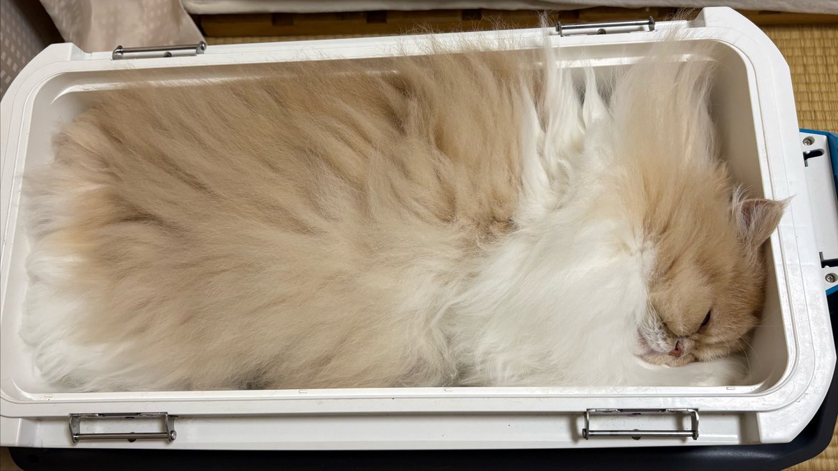 Coolerbox1Cat's tweet photo. やっぱりみっちみちにゃ。
I still fit perfectly in my box.
#ねこ #猫 #猫写真 #猫好きさんと繋がりたい #クーラーボックス #爺顔猫 https://t.co/TTotKUjiIR