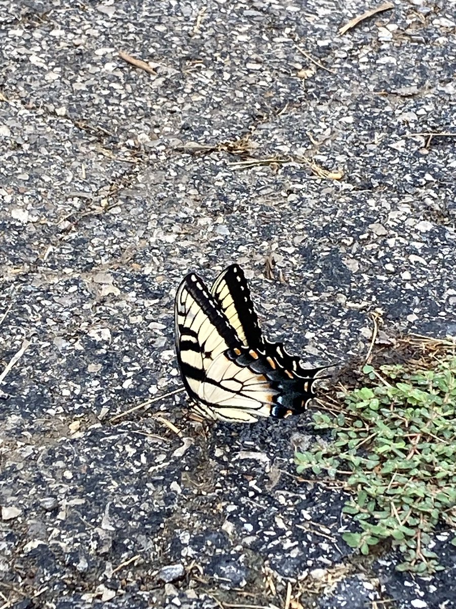 DLJ1424's tweet photo. @hopefulhelen777 Saw this guy yesterday while I was mowing https://t.co/GagWdM6qHB