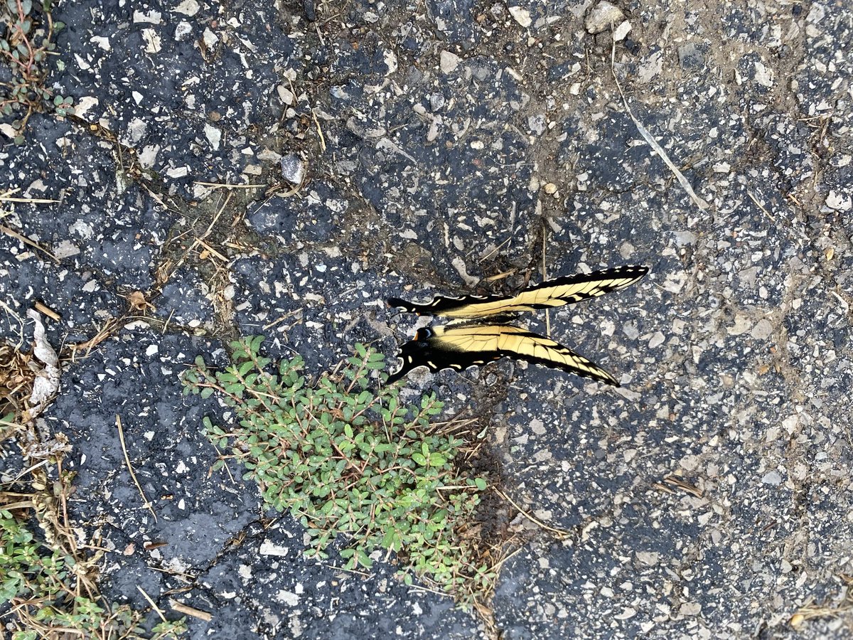 DLJ1424's tweet photo. @hopefulhelen777 Saw this guy yesterday while I was mowing https://t.co/GagWdM6qHB