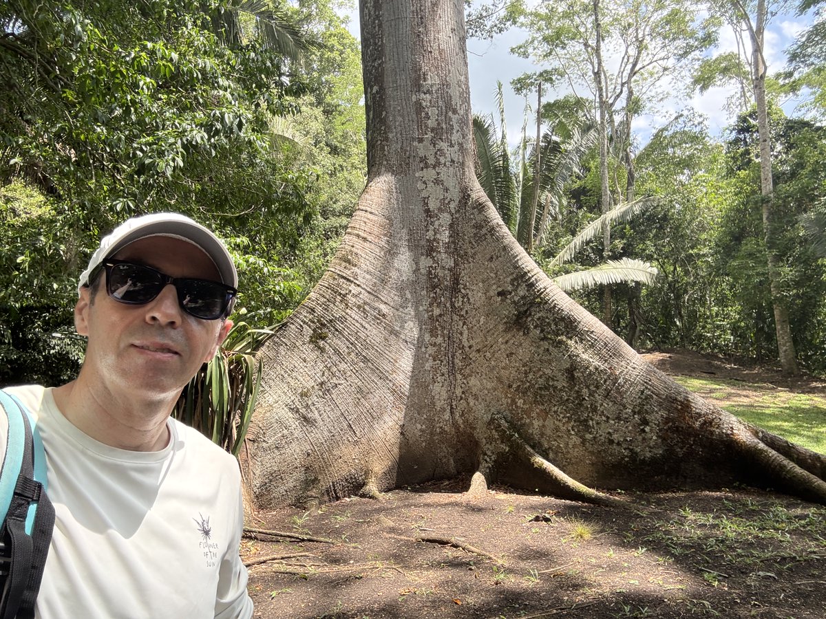 dasensio99's tweet photo. Caracol, en Belice. el último templo maya que visitaríamos. Todos los templos mayas están rodeados de una vegetación exuberante. Mirad este árbol. Es inmenso. https://t.co/dF1On8nPYf