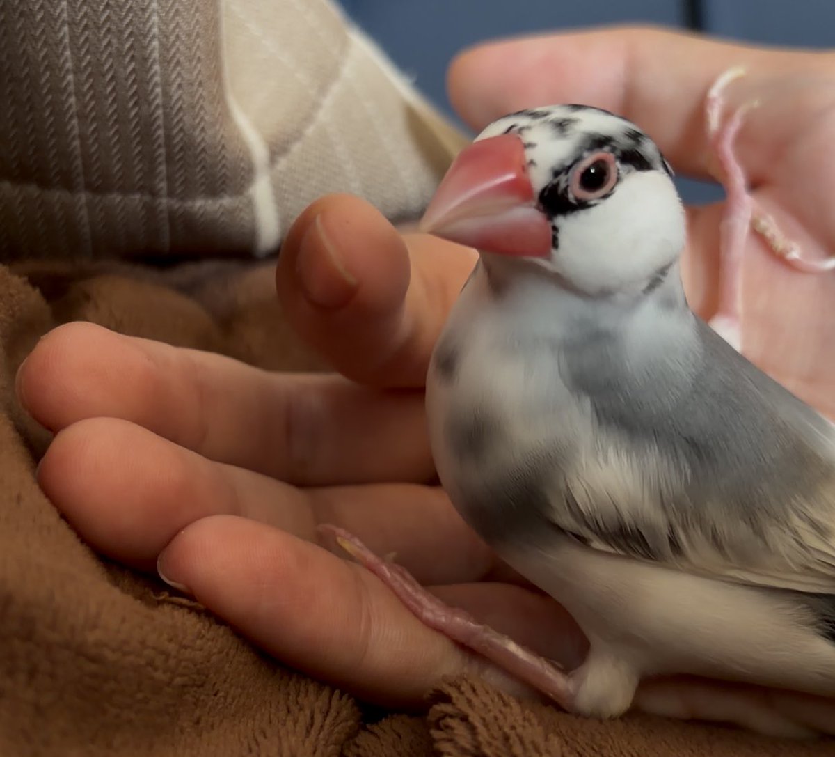 Bnkt__'s tweet photo. 鳥 https://t.co/Oa3grZ7qdl