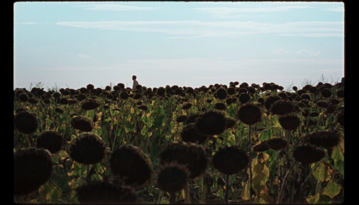 lachirnera's tweet photo. la chimera (2023) dir. alice rohrwacher https://t.co/ERtYEgagp2