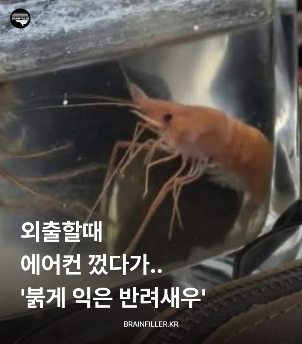 mideum1004's tweet photo. 에어컨 끄고 집 나섰다가 익어버린 반려새우⁉️ https://t.co/Lo6SWyROPn