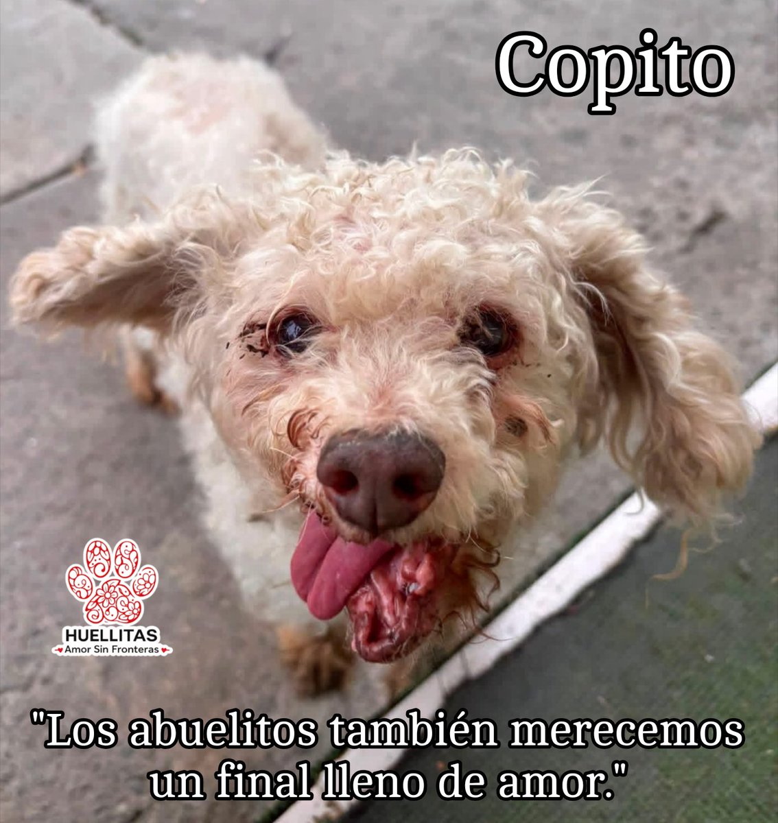HASF_AnaSDiaz's tweet photo. 🐾 Copito también merece un final feliz

Hay perritos que nunca llegan a las redes sociales. No porque no importen, sino porque las urgencias nos rebasan.

Copito fue reportado el 8 de junio. Mientras otros se volvían virales , él también luchaba por sobrevivir.

---

🤎 ¿Quién es Copito?

Copito es un abuelito de talla pequeña.

Cuando nos pidieron ayuda nos dijeron que era cieguito, pero después de recibir atención veterinaria descubrimos que, afortunadamente, sí puede ver. 

Lo que sí encontramos fue el desgaste de toda una vida: ya no tiene dientes, llegó con problemas en su boquita y con el cuerpo marcado por los años y el abandono.

---

🏥 Lo que hicimos por él

Copito recibió la atención médica que necesitaba.

✅ Tratamiento para sus ojos.
✅ Tratamiento para las infecciones de su boca.
✅ Atención veterinaria integral para estabilizar su salud.
su boca.
✅ Se cubrió su protocolo de salud. 

Hoy está listo para comenzar una nueva vida.

Se entrega vacunado, esterilizado y desparasitado.

---

🏡 Lo único que le falta

Un hogar.

Un lugar donde un abuelito ya no vuelva a dormir con miedo, donde tenga una cama calientita, comida blandita y, sobre todo, alguien que lo ame hasta el último día de su vida.

Si siempre has pensado en cambiarle el destino a un perrito, quizá Copito te estaba esperando.

📲 Informes para adopción: 55 20 84 93 31

---

🐾 También puedes ser parte de su historia

Aunque hoy está estable, su rescate, estancia, tratamientos y protocolo de salud generaron gastos que aún necesitamos cubrir.

Si no puedes adoptarlo, puedes convertirte en su padrino y ayudar a que historias como la de Copito sigan siendo posibles.

Porque mientras un perrito espera una familia… nosotros nunca dejamos de luchar por él.

Juntos logramos milagros. 🩵

Mil gracias 🐾
🙏Con tu ayuda logramos milagros🙏
Banorte: 072180011828376620
Banco Azteca: 4027 6600 2845 3837
Bancomer: 4152 3146 2738 7643
Coppel (OXXO): 4169 1614 6125 2255
PayPal: https://t.co/ZRtji14ikC
Wish list:
https://t.co/izgILvFoF0