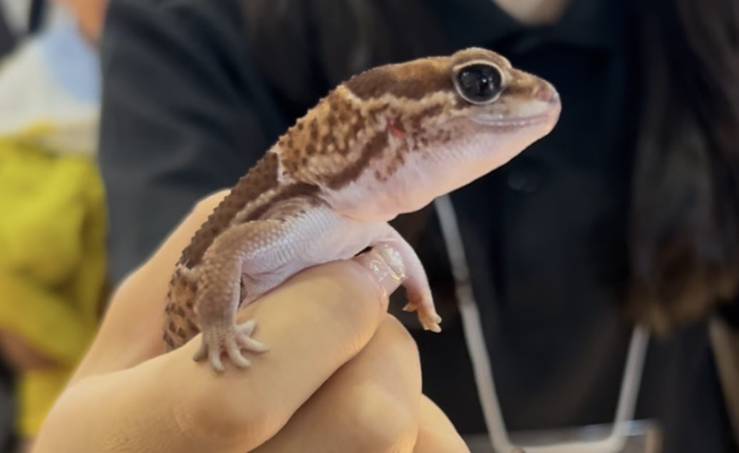 Noirreptiles's tweet photo. JRS静岡２日目ありがとうございます！
50匹程持ち込んだタマオヤモリは残りわずかとなります😭お客様のお迎えペースに波があり非常に難しいです…！ニシアフはたっぷりと、大SALEのスパマク、スノーホワイトナイト、ギャラクシーパイド、スノーディアブロの静レプ分はまだ大丈夫です🫶
よろしくお願いいたします！
#夏レプ