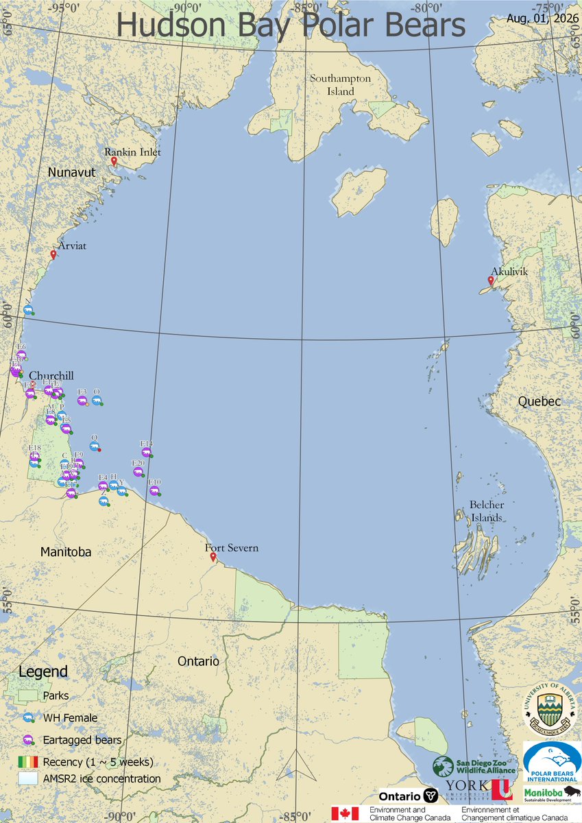 AEDerocher's tweet photo. Almost all western Hudson Bay polar bears are ashore now but it's unusual to see some still out on the last bits of sea ice. It's getting clearer that some bears have changed their behaviour to stay offshore longer. Necessity or choice? https://t.co/jO2tC1sHkJ