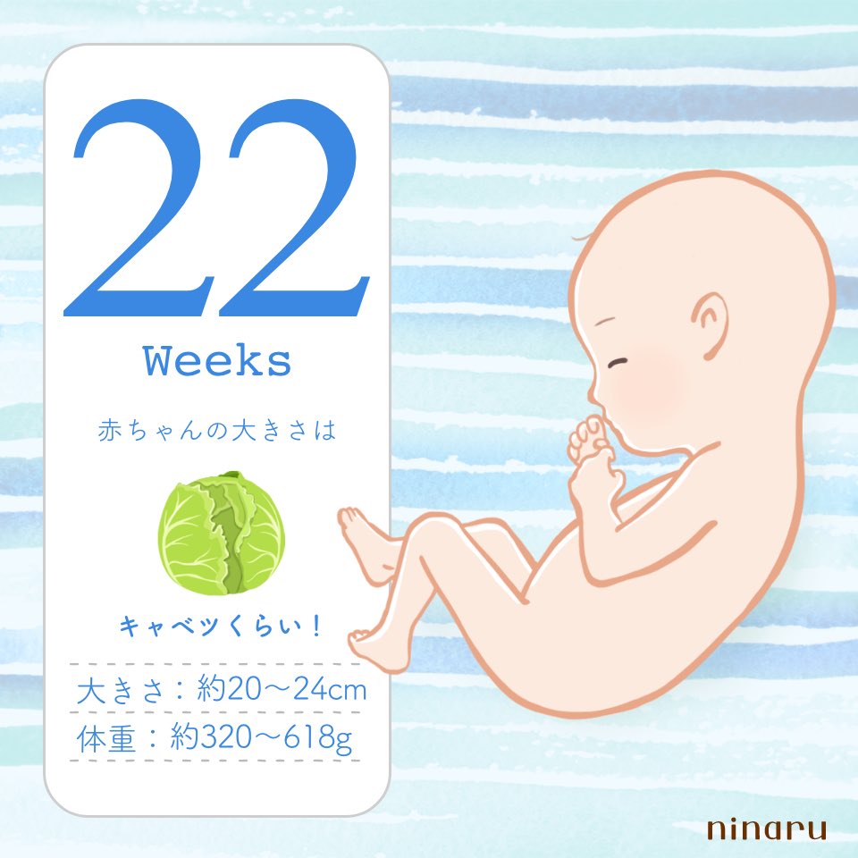 hiro_yt15's tweet photo. 今日からチビちゃんは22週突入♡

22週の壁もクリア𐔌ᵔ ܸ . .ᵔ ꣓
もうマンゴーくらいの大きさなんだねぇ☺️
良かった(*^_^*)
明明後日には検診(  ˶'꒳'˵ )
エコーで早く会いたい🫶

次の検診では性別もはっきり分かるかなぁ💭💕

どっちでも、ママとパパは嬉しいよぉー♡ https://t.co/NBMlVyEMNh
