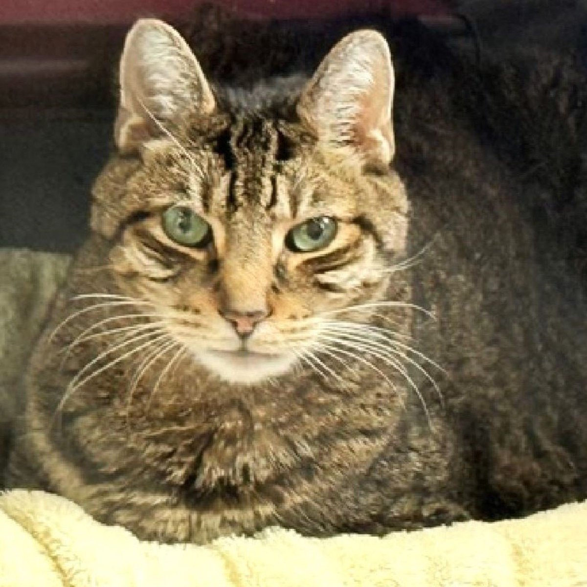 sachikoko's tweet photo. 🥳🎊RESCUED! Both TEENSY &amp; RUFFIN Are Safe🥳
▶257490 https://t.co/yPZSI2Gu5x
❤TY 4 PLEDGING &amp; SHARING❤
😺👏🏽TY Whiskers-a-GoGo
➡To honor your pledge or donate
PayPal email: whiskersagogo.nyc@gmail.com
*Note 4 Teensy if possible
▶Website: https://t.co/uQUy65sTEC https://t.co/XUYGIbZ0LP
