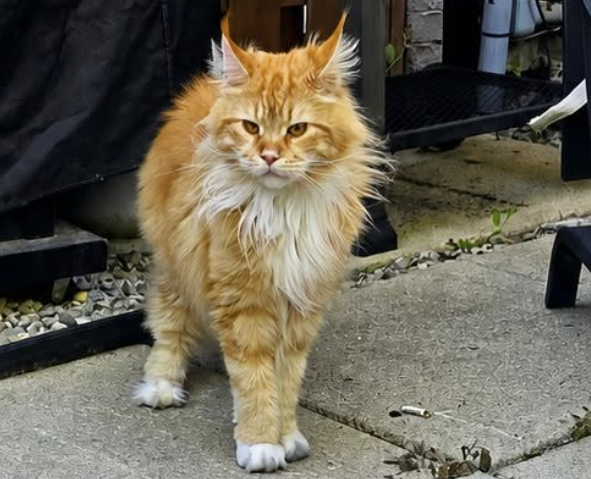 GuelphLostPets's tweet photo. BACK HOME Aug 1! Milo, an indoor orange tabby &amp; white medium-hair male cat, went missing on the night of July 29/29 in the Janefield Ave townhouse complex in #Guelph. Thank you to everyone who searched for him including @Brendan91856893, and to all who shared his post. https://t.co/KARa3Dlo7U