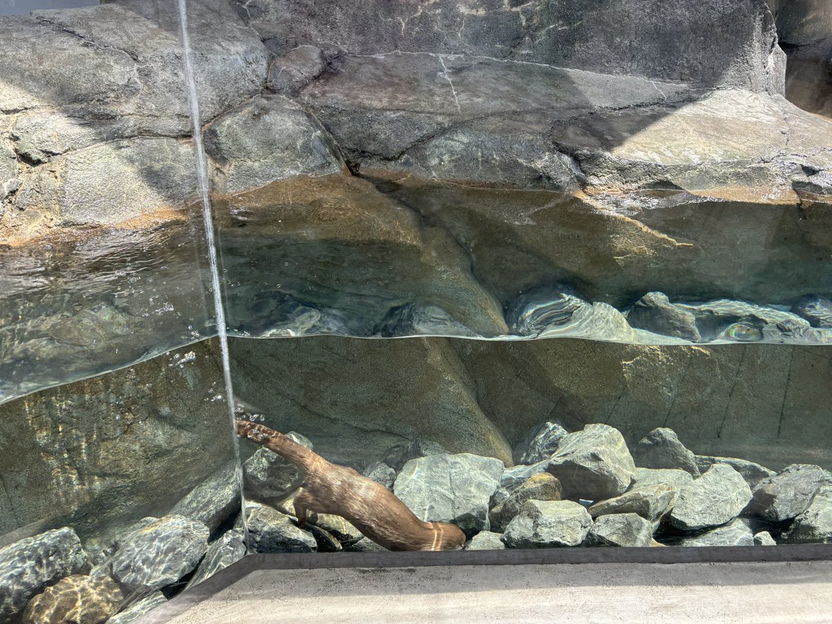 sVCMeMBDcO8757's tweet photo. こちらも気持ちよさそうだった

#ナズナ
#コツメカワウソ
#四国水族館 https://t.co/MHvn1gf6q2