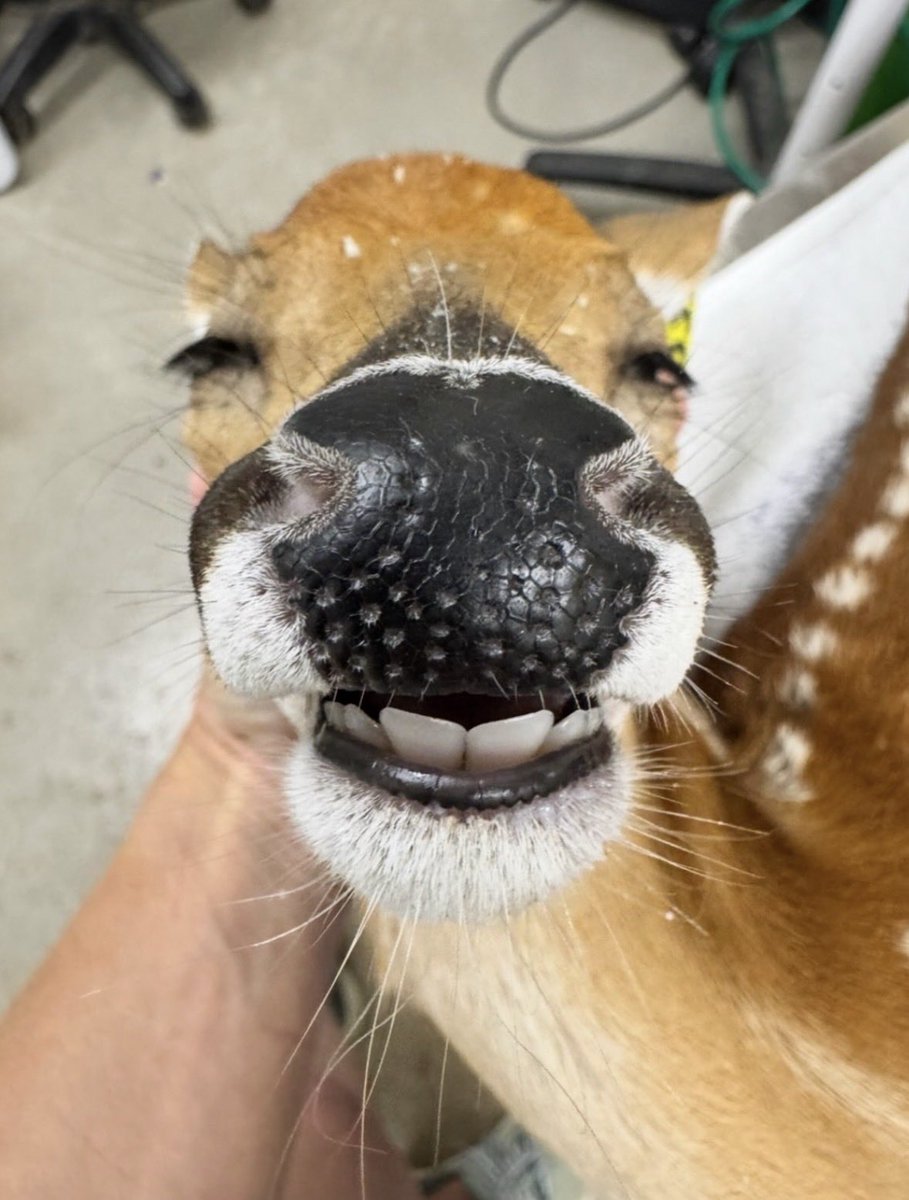CocchiDeer's tweet photo. Eeeeeeeeeeeuuuuuuhgh https://t.co/k5aBCUIeut