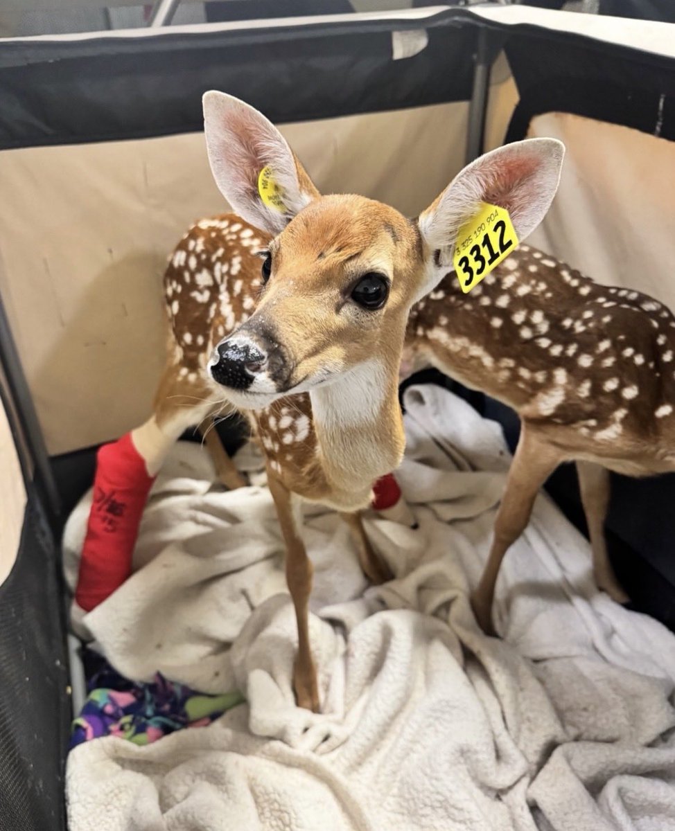 CocchiDeer's tweet photo. Eeeeeeeeeeeuuuuuuhgh https://t.co/k5aBCUIeut
