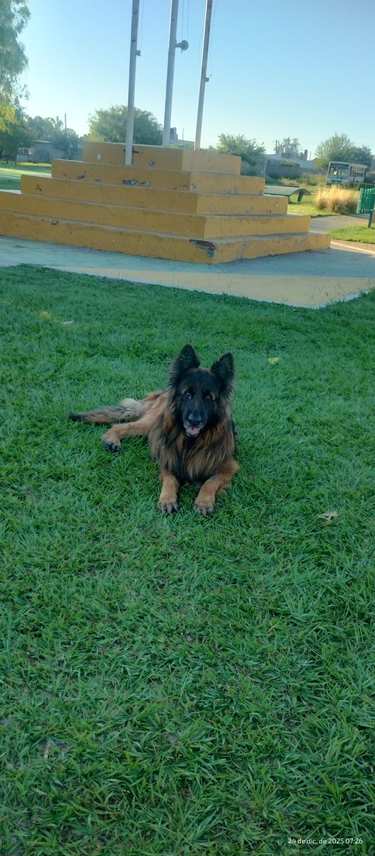 Msport272's tweet photo. @LexEstX @Leangonzalesfc2 Yo tenía mal juzgado al Dogo, y por las vueltas de la vida llego este cachorro a nosotros,con 2 ovejeros, uno de  pelo largo de 5 años y uno que parece malinois de 2 años. Que perro estable de carácter el dogo, me sorprendió mal. https://t.co/3YnSYWNx7D