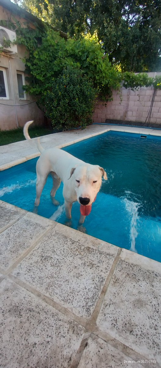 Msport272's tweet photo. @LexEstX @Leangonzalesfc2 Yo tenía mal juzgado al Dogo, y por las vueltas de la vida llego este cachorro a nosotros,con 2 ovejeros, uno de  pelo largo de 5 años y uno que parece malinois de 2 años. Que perro estable de carácter el dogo, me sorprendió mal. https://t.co/3YnSYWNx7D