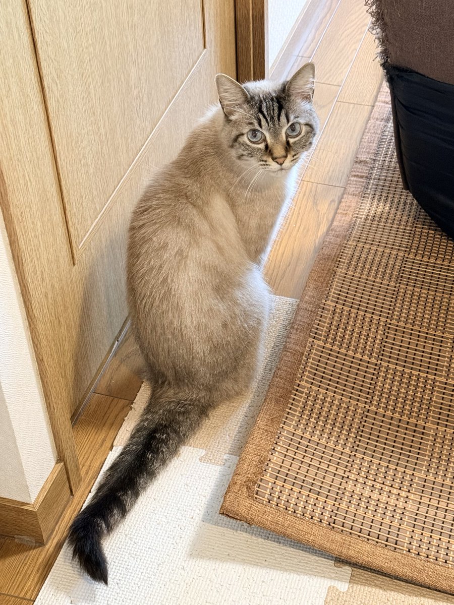 a___chaspla's tweet photo. おはようございます☀️
実家の猫さん、年1会うので何となく覚えてくれてるみたい🐈
ひじきと違ってずーーーーっと鳴いてる！ https://t.co/Flo59gI3Ur
