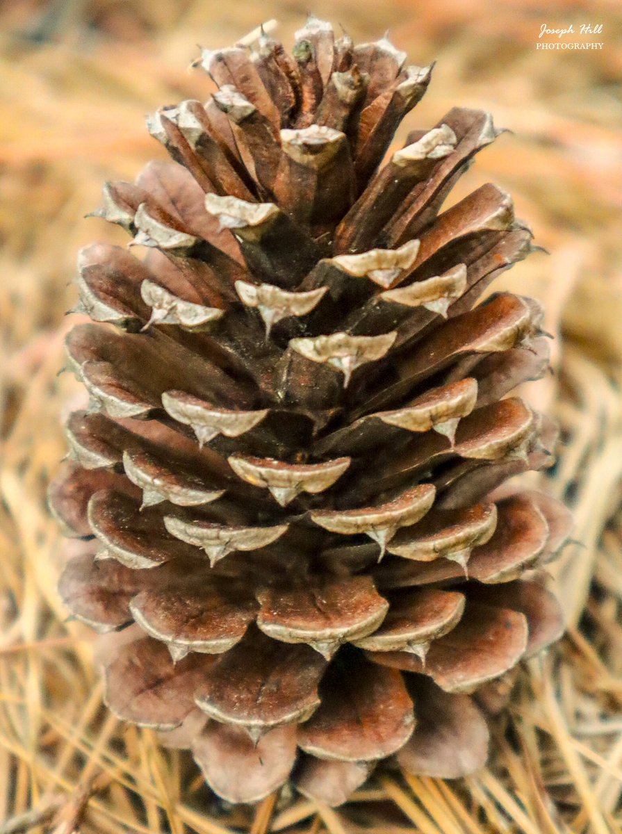 JosephHill3794's tweet photo. Pine cone🌲
Photo By: Joseph Hill🙂📸🌲
#pinecone #nature #closeup
#pinelife #NaturePhotography #SouthermPinesNC https://t.co/M0hR8D19UK