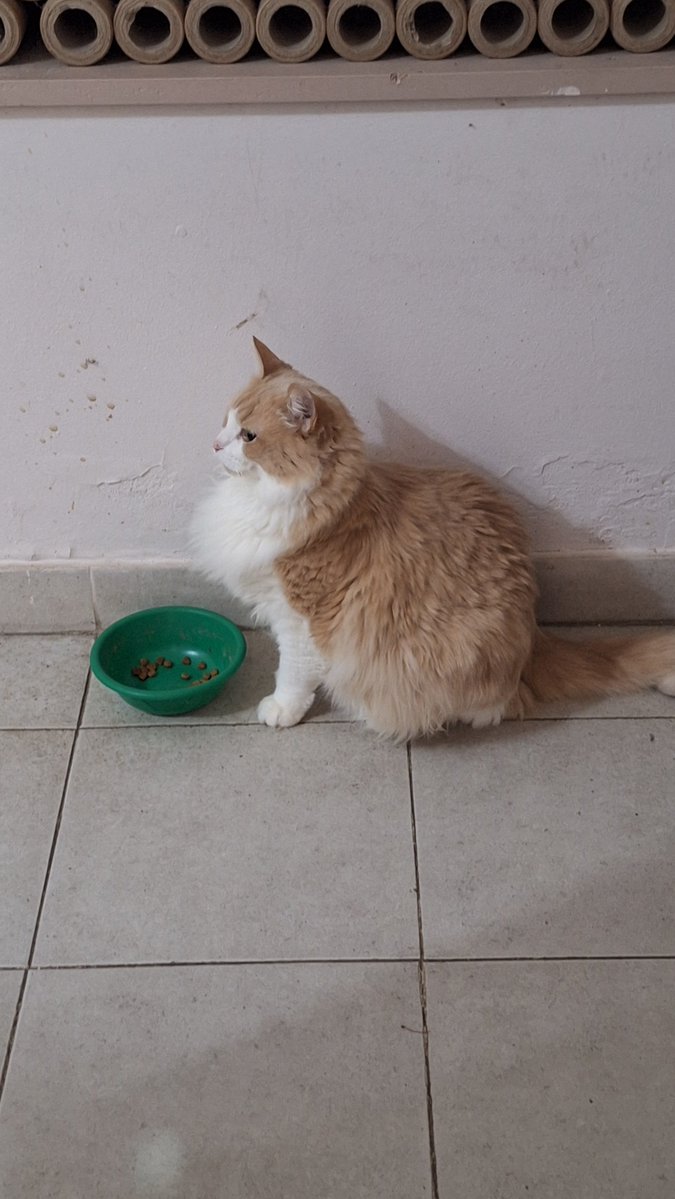 sailoridiot1000's tweet photo. cómo es que mi gata es literalmente tetona https://t.co/M0rtVMd8vy