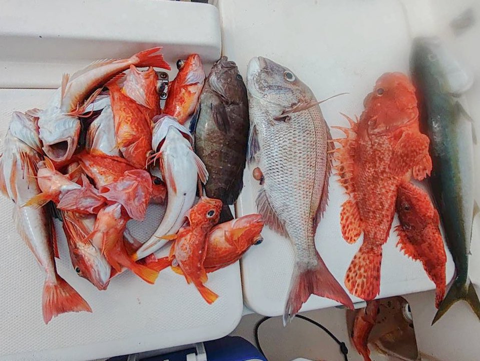 multi_angler's tweet photo. 8/1 志摩沖 LJ、タイラバ好釣(˘ω˘)
ハマチ、真鯛、マハタ、ホウボウ、ソウダガツオ、サバ、鬼カサゴ、カサゴ https://t.co/m4aSRLT69H