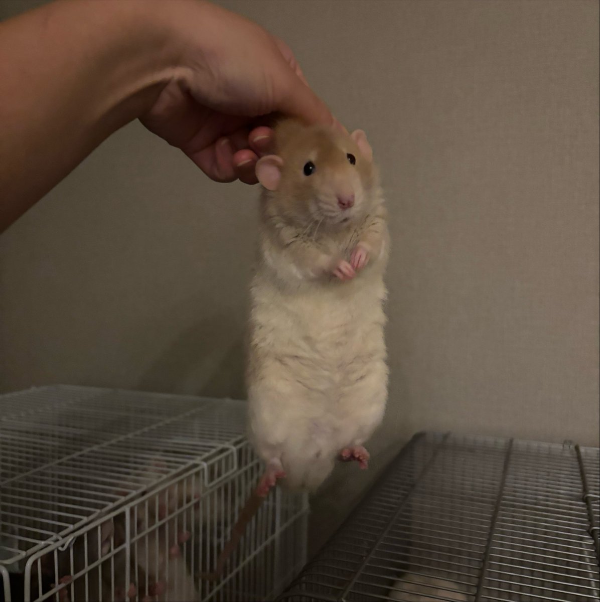 RINGO_rat0305's tweet photo. 昨日の脱走すけべネズミ
（メス小屋に走り飼い主に摘まれるが、メスたちも興味津々ですごい見ている） https://t.co/ov0K4ZCrUz