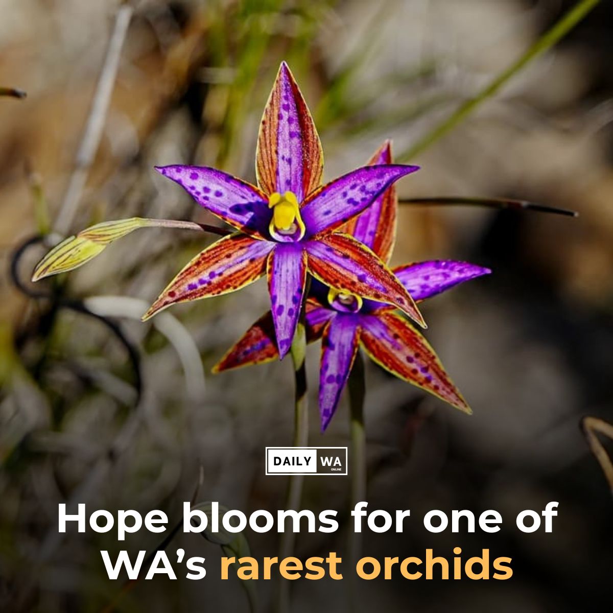 DailyWaonline's tweet photo. WA’s rarest orchid, the Queen of Sheba, has flowered at Kings Park after a propagation method, giving scientists new hope for a species with fewer than 30 plants left in the wild.

#tmfs #dailywa #WAGovernment #WesternAustralia #KingsPark #QueenOfShebaOrchid #Biodiversity https://t.co/wJ2KvpSSdv