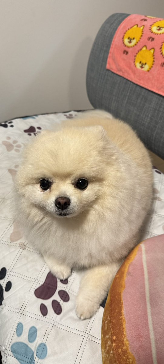 1975Piece's tweet photo. ポメラニアンと花火
#犬 #わんこ #ポメラニアン #花火

https://t.co/WnwSFIvrZl https://t.co/bxvtOJLMQn