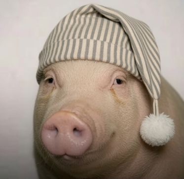 KangusB5's tweet photo. @A_townspeaks @RobotPerson78 Wigger Pig is all tuckered out and ready for bed https://t.co/5h3izkK4wF
