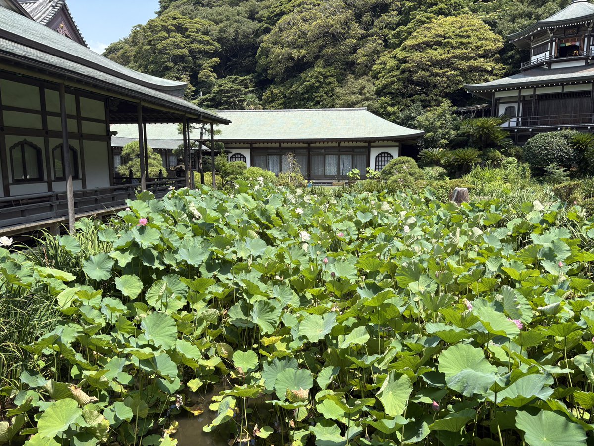 satsuma_date's tweet photo. 蓮で有名な鎌倉光明寺
誰も居ない
聞こえるのは蝉時雨のみ https://t.co/GQSkGSRKCu