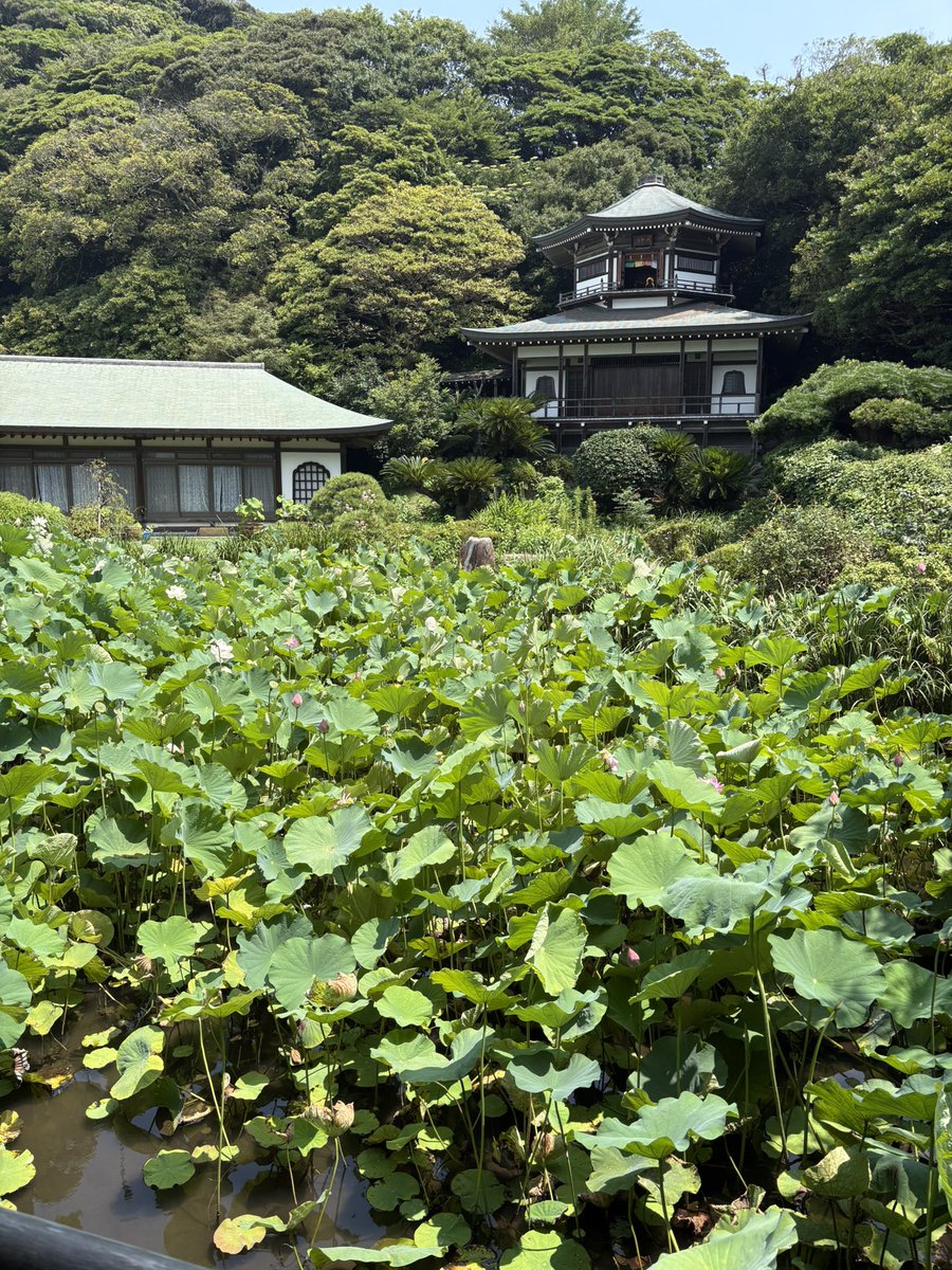 satsuma_date's tweet photo. 蓮で有名な鎌倉光明寺
誰も居ない
聞こえるのは蝉時雨のみ https://t.co/GQSkGSRKCu