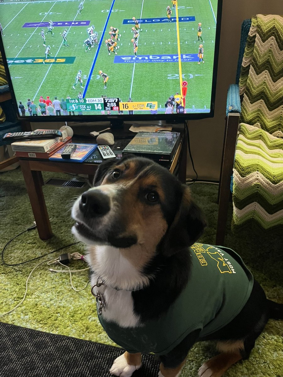Middle_Sister1's tweet photo. @GoElks #eepets https://t.co/xFn0Kjb3qE