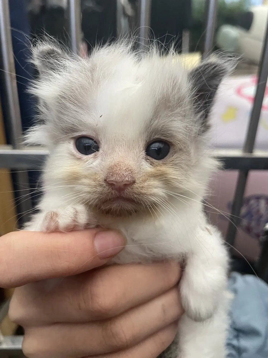 catsloversclubx's tweet photo. Tiny fluff. Big eyes. Pure happiness. 🤍🐾✨ https://t.co/aa55uwa8Jz