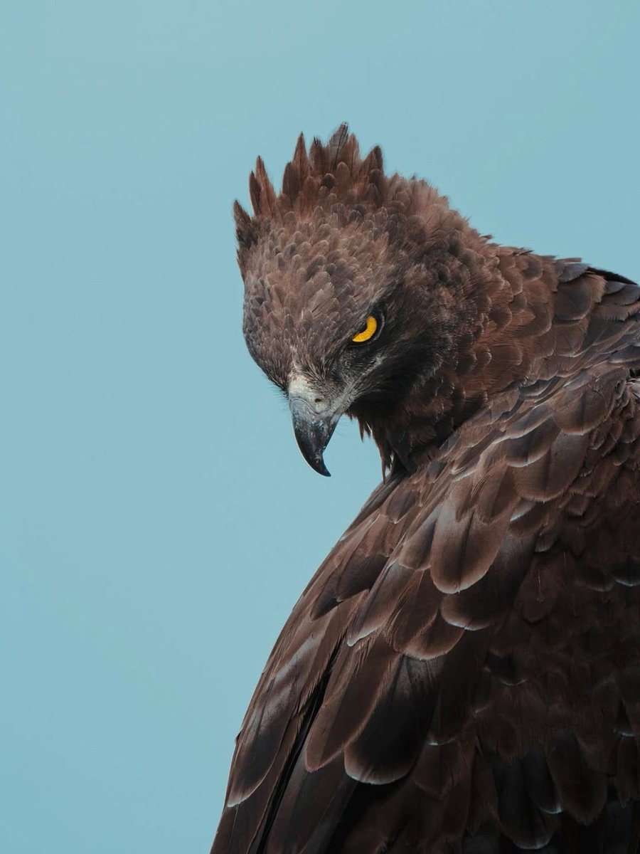 EvolveWildlife's tweet photo. A juvenile Martial Eagle surveys its Kruger territory. Africa’s largest eagle, it is powerful enough to strike down prey twice its own body weight.

📷 Nathan Moine https://t.co/QwBGR0f37x