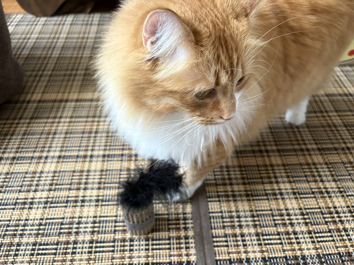 masaumauma's tweet photo. 昨日カインズで買ったおもちゃ、いまいちどう遊ぶのか猫も人間もわかってない https://t.co/gxOkqlY77B