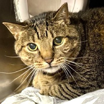 sachikoko's tweet photo. 🥳🎊RESCUED! Both RUFFIN &amp; TEENSY Are Safe🥳
⏩257489 https://t.co/KRdC6xY8dk
❤TY 4 PLEDGING &amp; SHARING❤
😺👏🏽TY Whiskers-a-GoGo
➡To honor your pledge or donate
PayPal email: whiskersagogo.nyc@gmail.com
*Note 4 Ruffin if possible
▶Website: https://t.co/uQUy65sTEC https://t.co/Dr3ETEJzBh