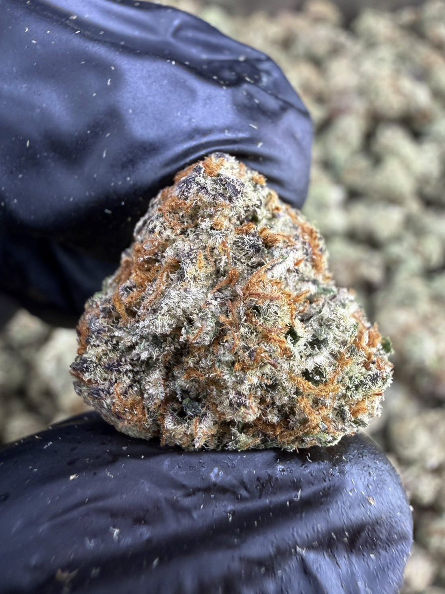 PPPP420DD's tweet photo. 🐲Red Dargon🐉
☀️Sativa 40% 🌙Indica 60%

หวานละมุน สมดุลอย่างลงตัว🧩

🧺ซื้อสินค้า🏷️ https://t.co/YtCtmZcm9Y

#กัญชา #กัญชาog #กัญชารังสิต https://t.co/DLDtcXWJIV