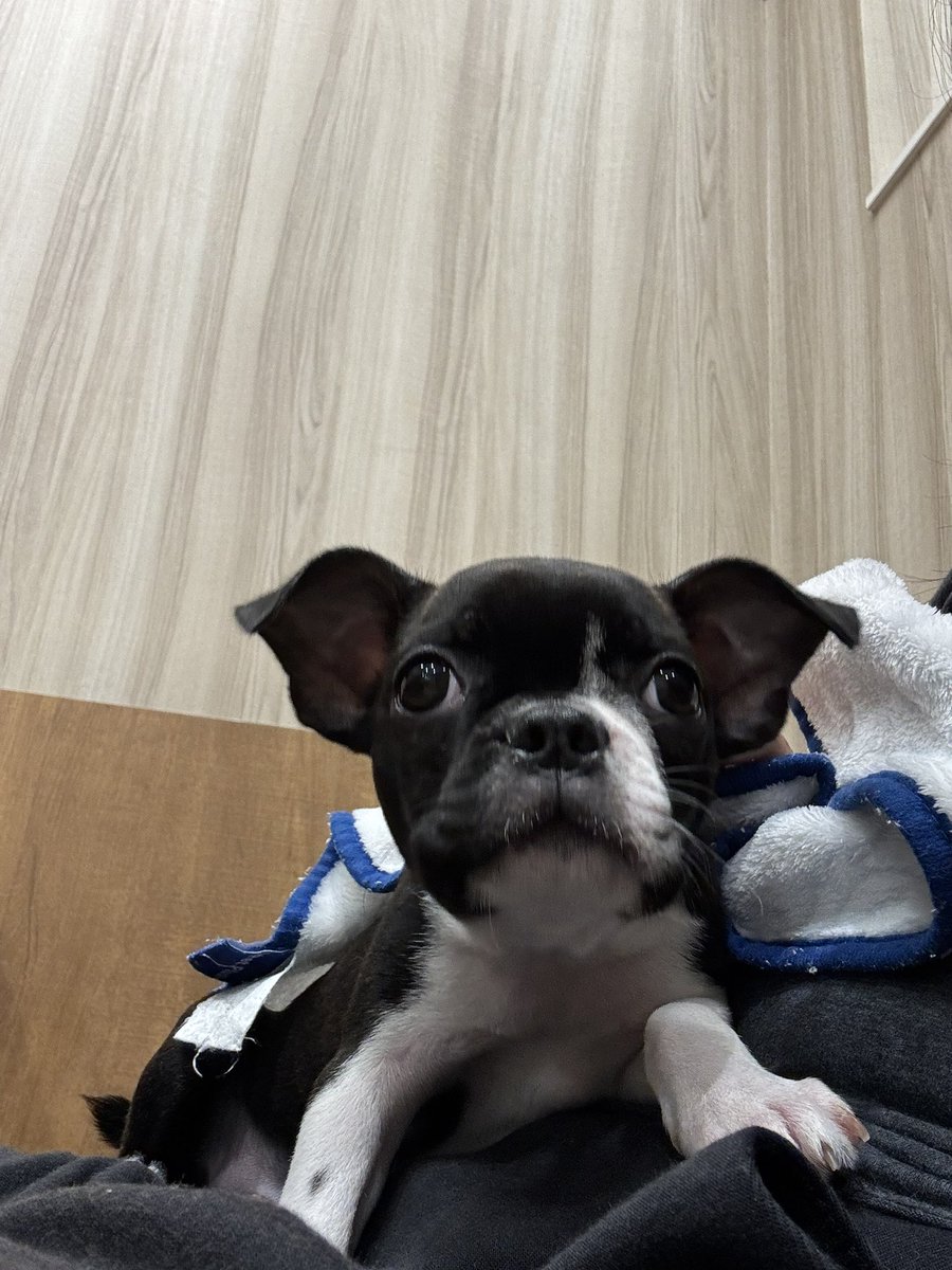 hiroasari's tweet photo. ペットショップでボストンを見かけました🫪この子もブリンドルなのか？
我が家のミニ���ン🦘はショップで値札も貼られてなくて、買い手がつかなかったら繁殖に回すみたいなことを���われてたので
↑普通お客に言う？
夫がすぐお迎えしたわ😭
この子も女の子なんやけど、そうなったら嫌だ😭 https://t.co/hHjBQyAYSn