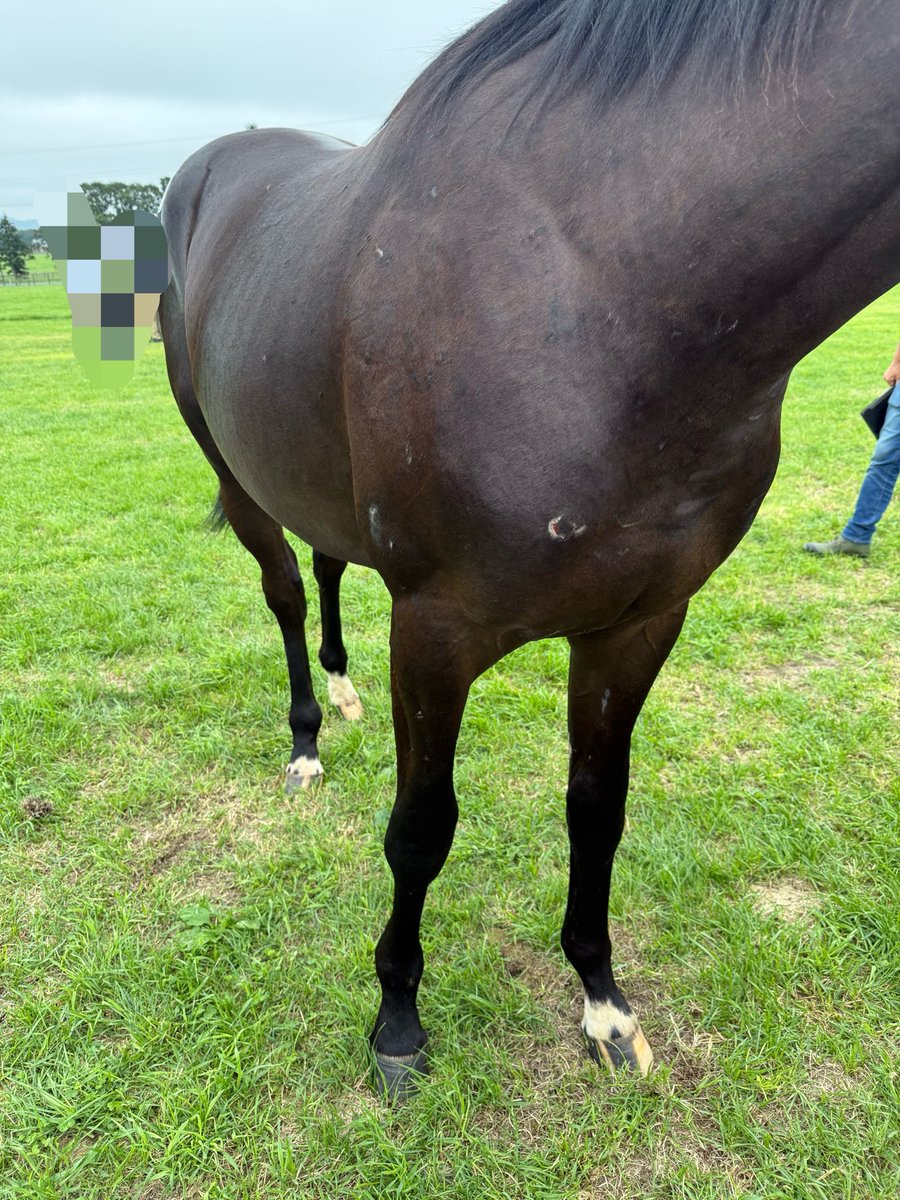 Orinocorriente's tweet photo. シ52:アルル
鞍付まで馴致完了
縄張り意識強く、競争心あり
生傷を作るがお尻にはないので他馬より強い https://t.co/f7oZwJEXNH