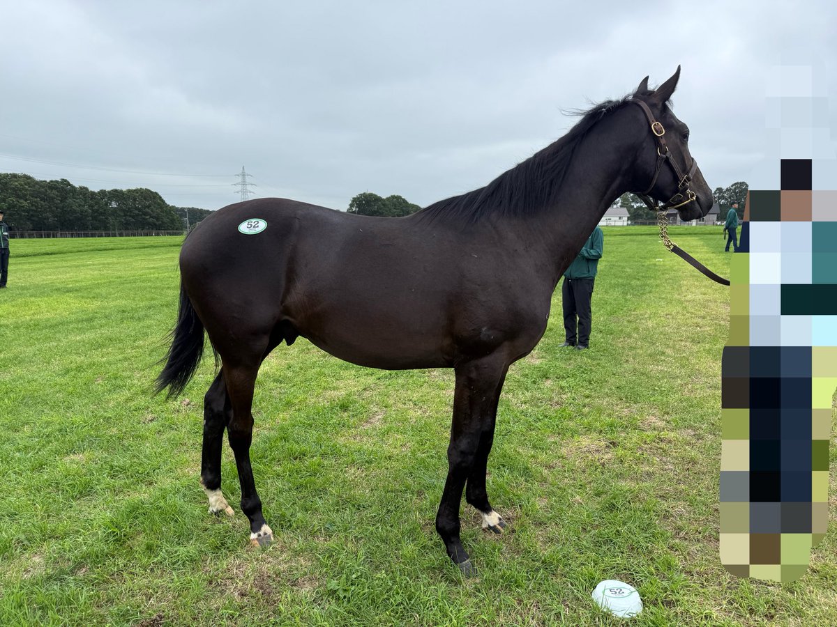 Orinocorriente's tweet photo. シ52:アルル
鞍付まで馴致完了
縄張り意識強く、競争心あり
生傷を作るがお尻にはないので他馬より強い https://t.co/f7oZwJEXNH