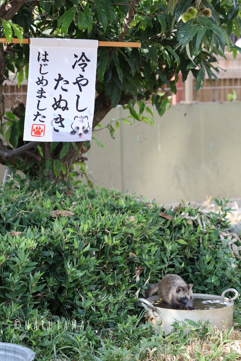 teichan2014's tweet photo. まめみそちゃん
2026.8.1
#ホンドタヌキ　#東武動物公園 https://t.co/fnIzII8gt8