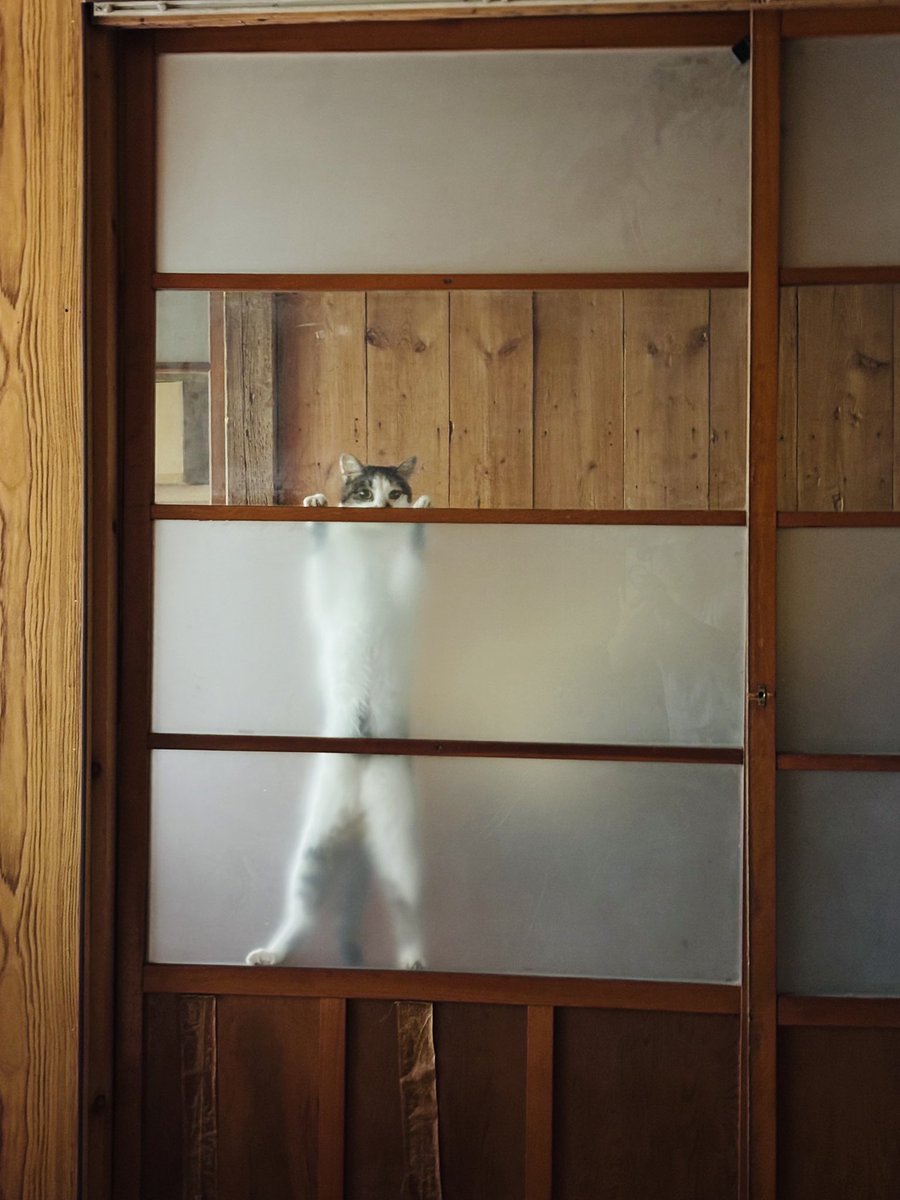 don_guri_gura's tweet photo. チビ猫がお部屋の中にいて…
毎朝 興味深々で覗いている猫（幸子） https://t.co/6Hoi2wGiqA