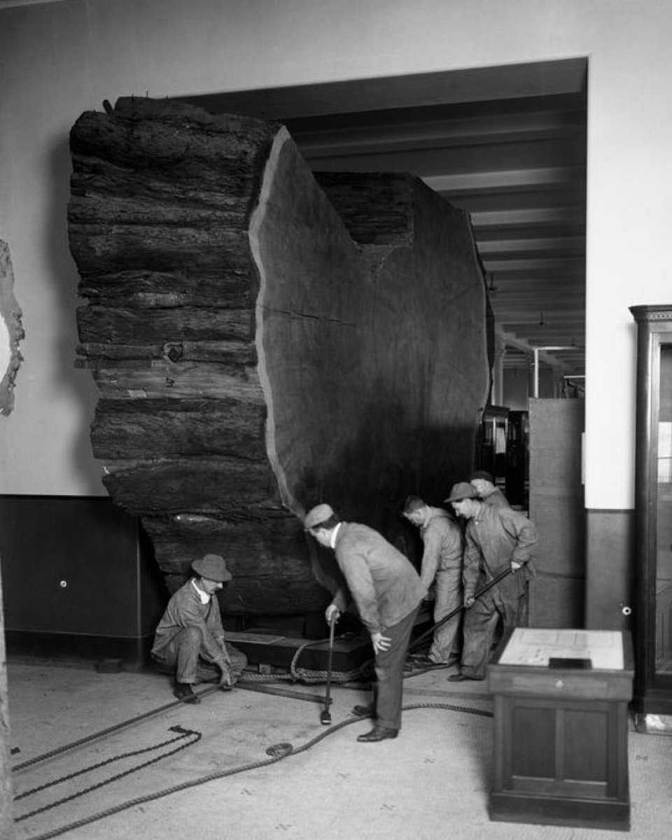 AMNH's tweet photo. Today’s Exhibit of the Day? The Museum’s giant sequoia. How do you fit a 16-ft- (4.9-m-) tree slice through a 12-ft- (3.7-m-) doorway? In 1912, this sequoia slice was cut to fit through the Museum. Visitors today can still spot the seams where it was put back together! https://t.co/eUG4j8mgNE