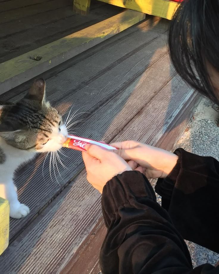 jooyeonmlee's tweet photo. Such feeble creatures cats are. Off to fend this cruel world with nothing but claws and a cute face. If you see one today, make sure to feed them. https://t.co/qFjFOU3eet