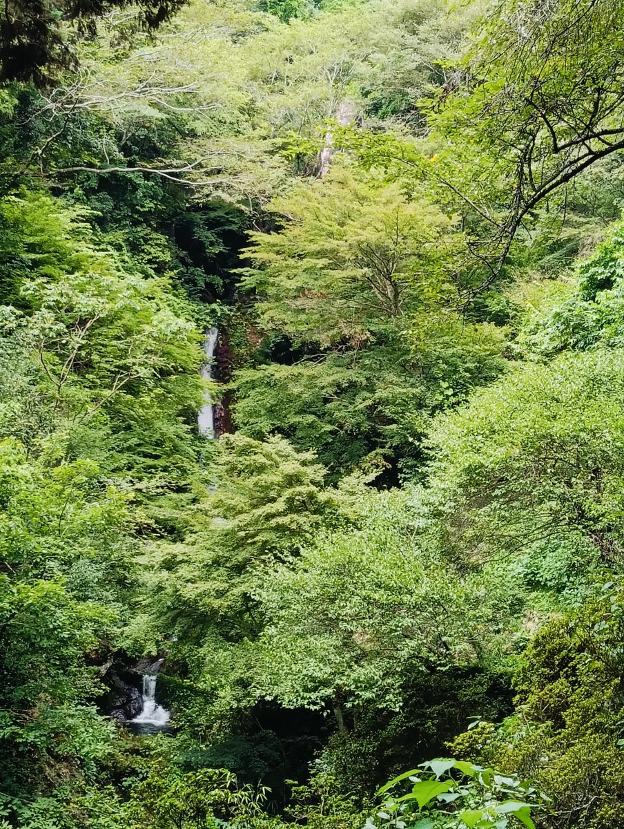 TakiChaya's tweet photo. ご来店ありがとうございます(*^^*)
秩父華厳の滝は晴れ、気温30℃、水量多め
🚧倒木の為、滝壺へ通行止め状況は変わらず🚧
🍀土日祝日11～18時までの営業
🌟ソフトジェラート28種🍦
期間限定ドリンク🧋🍋
自家製麹甘酒、秩父願い石巡礼
皆様のお越しを、お待ちしております🍀
🥤水分補給をお忘れなく🥒 https://t.co/VaVaAXx2OU